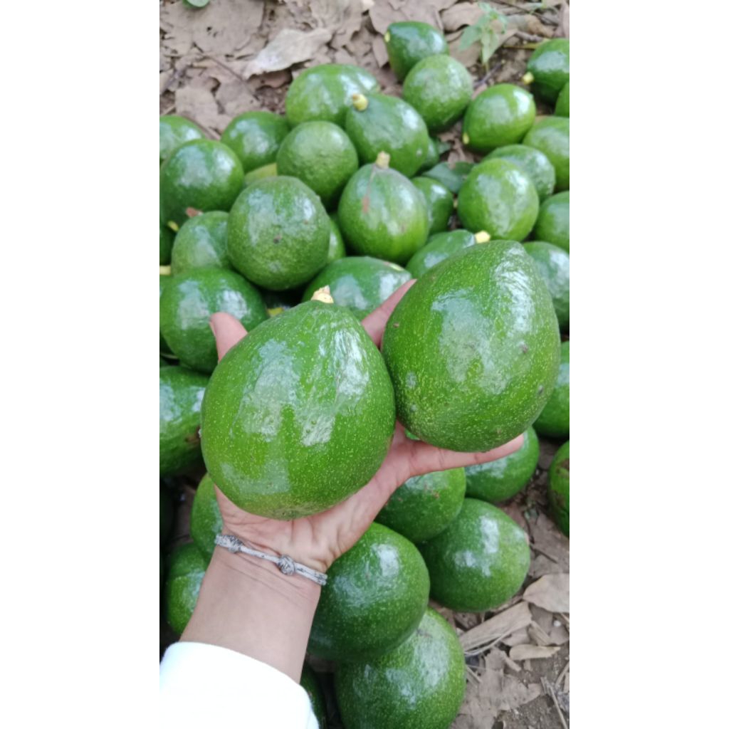 

Alpukat mentega Jumbo 1 kg isi 2/3 (KIRIM MENTAH FRESH) GARANSI