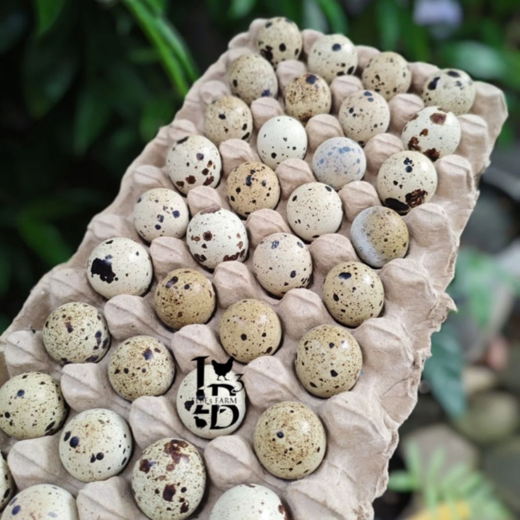 

Telur Puyuh Fertil Blaster Super untuk ditetaskan