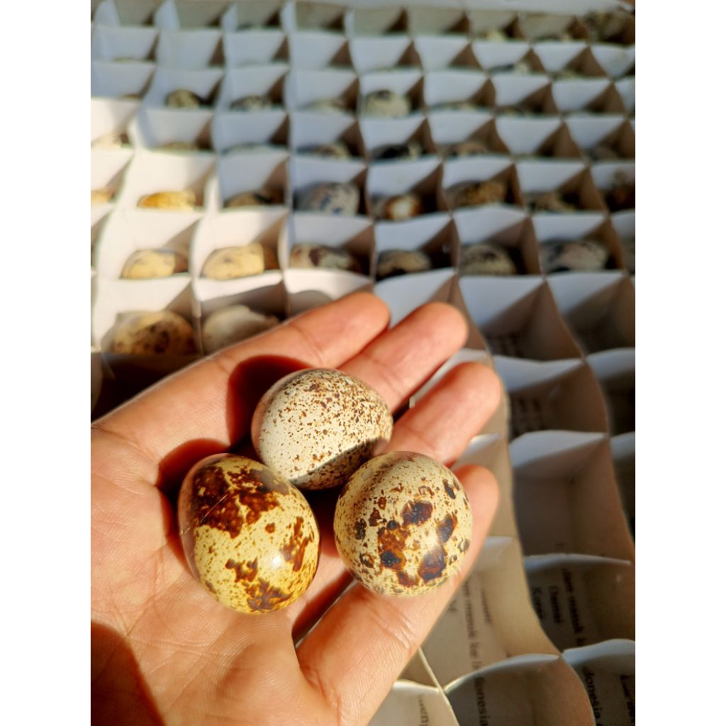 

Telur Puyuh Konsumsi Isi 30 biji