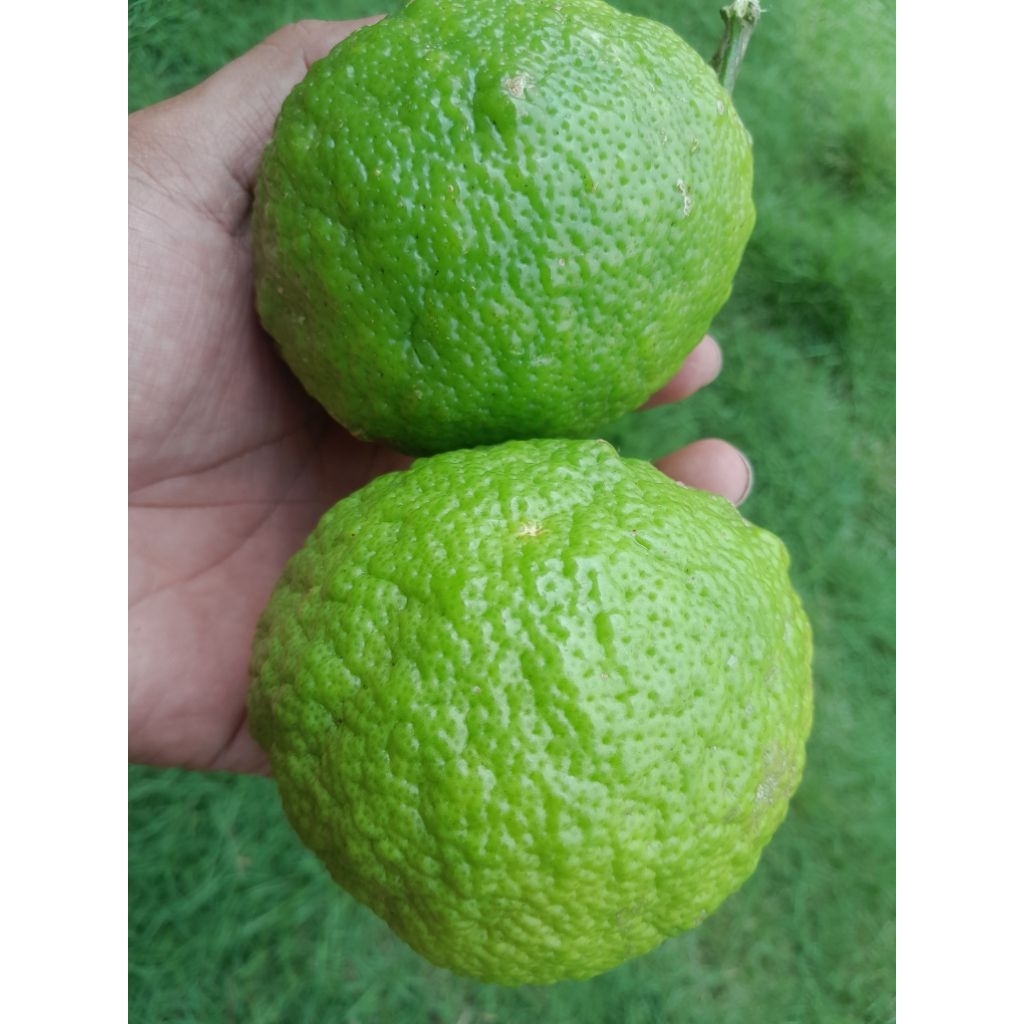 

Jeruk purut untuk masakan Jeruk purut bumbu dapur Jeruk Jeruk purut untuk batuk