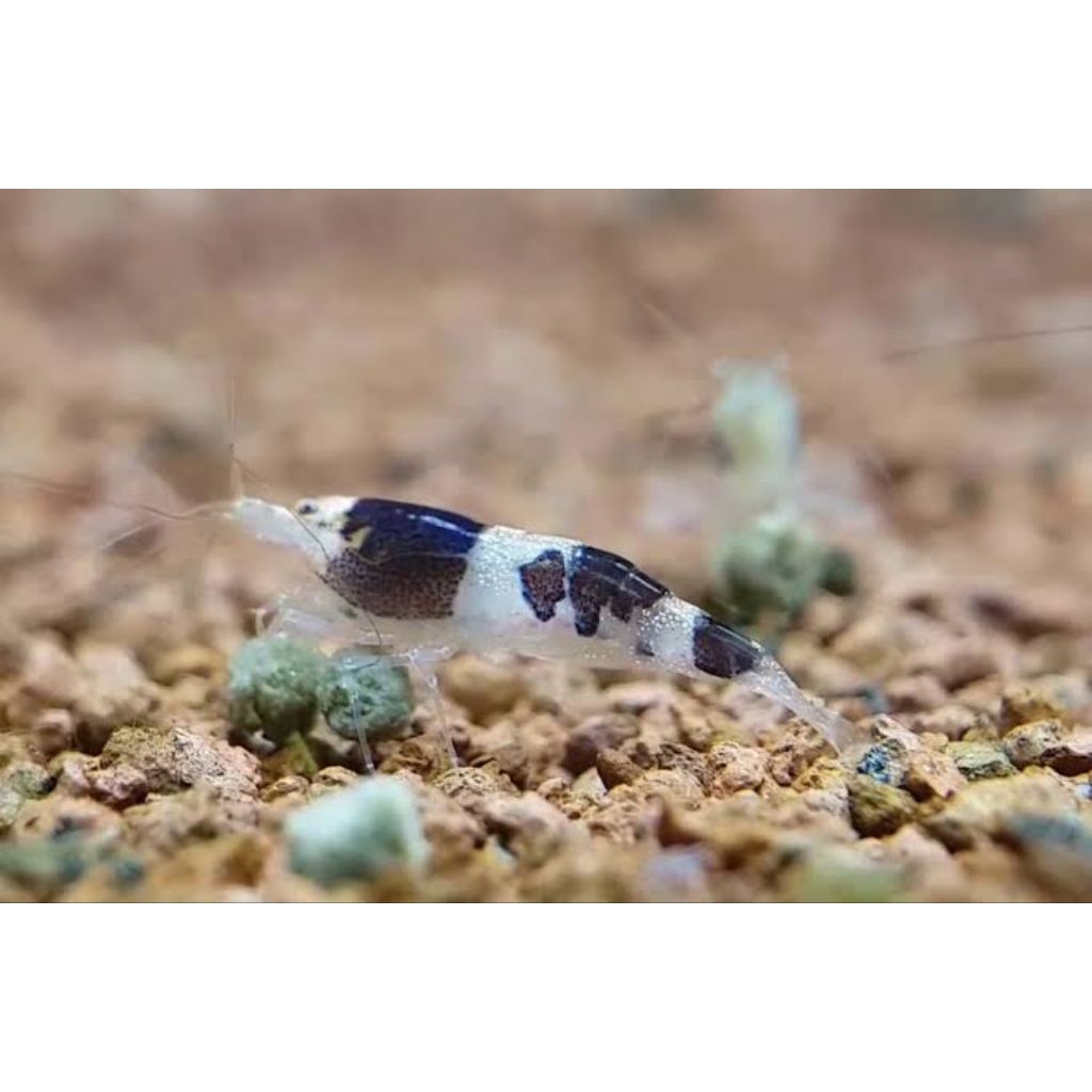 Caridina Boehmei Mambo Bee Sulawesi Shrimp