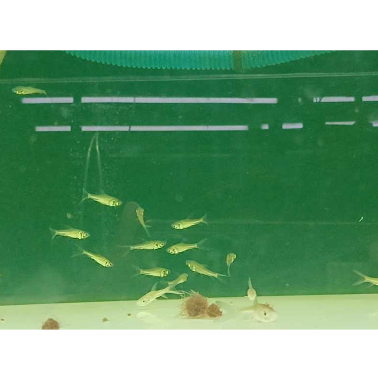 Ikan Hias Giant Barb air tawar