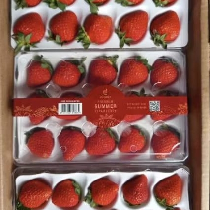 

Buah strawberry korea summer super premium strawberry merah pack