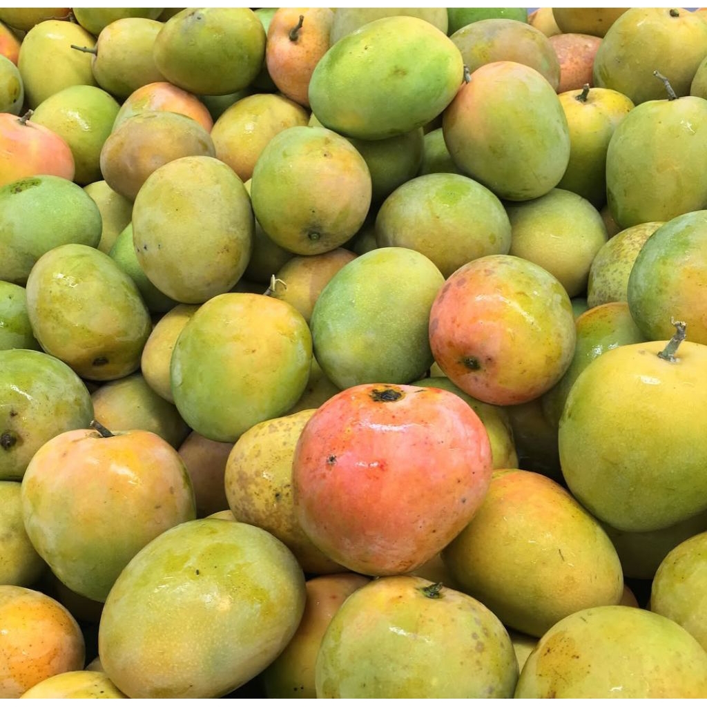 

Mangga Manalagi si manalagi MANGGA MADU || Mangga gincu mangga gedong gincu