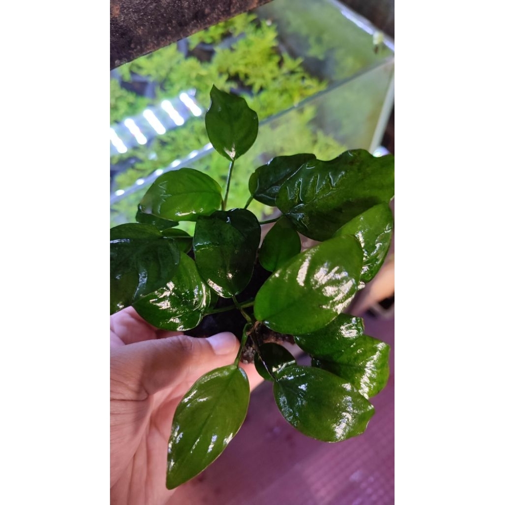 Anubias