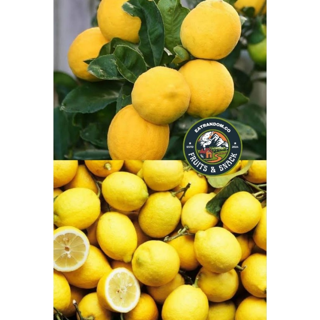 

jeruk lemon California fresh paket hemat 2kg - 10kg
