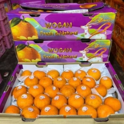 

Buah Jeruk Wogan Fresh Jual per 1 dus karton