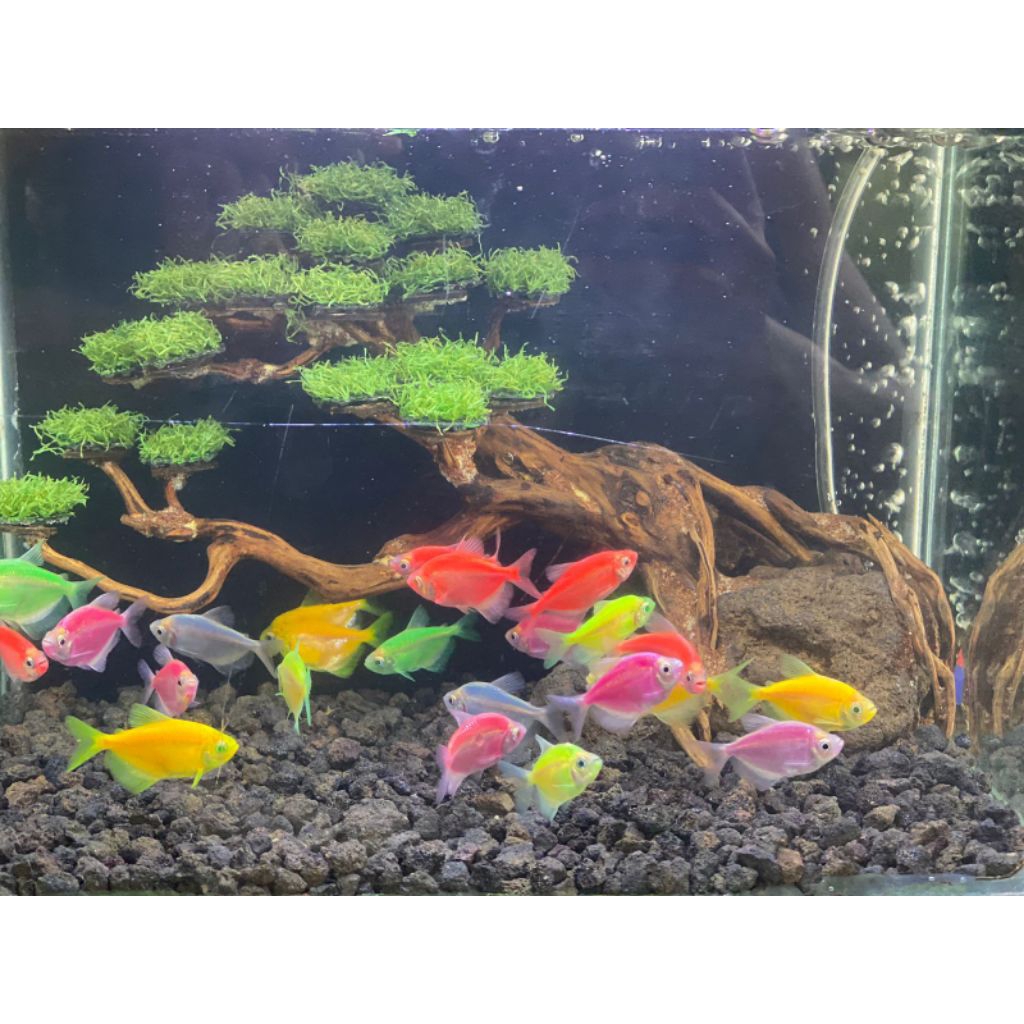 PAKET 10 EKOR GLOWFISH TETRA RANDOM MURAH/GLOFISH HIASAN AQUARIUM/IKAN WARNA WARNI