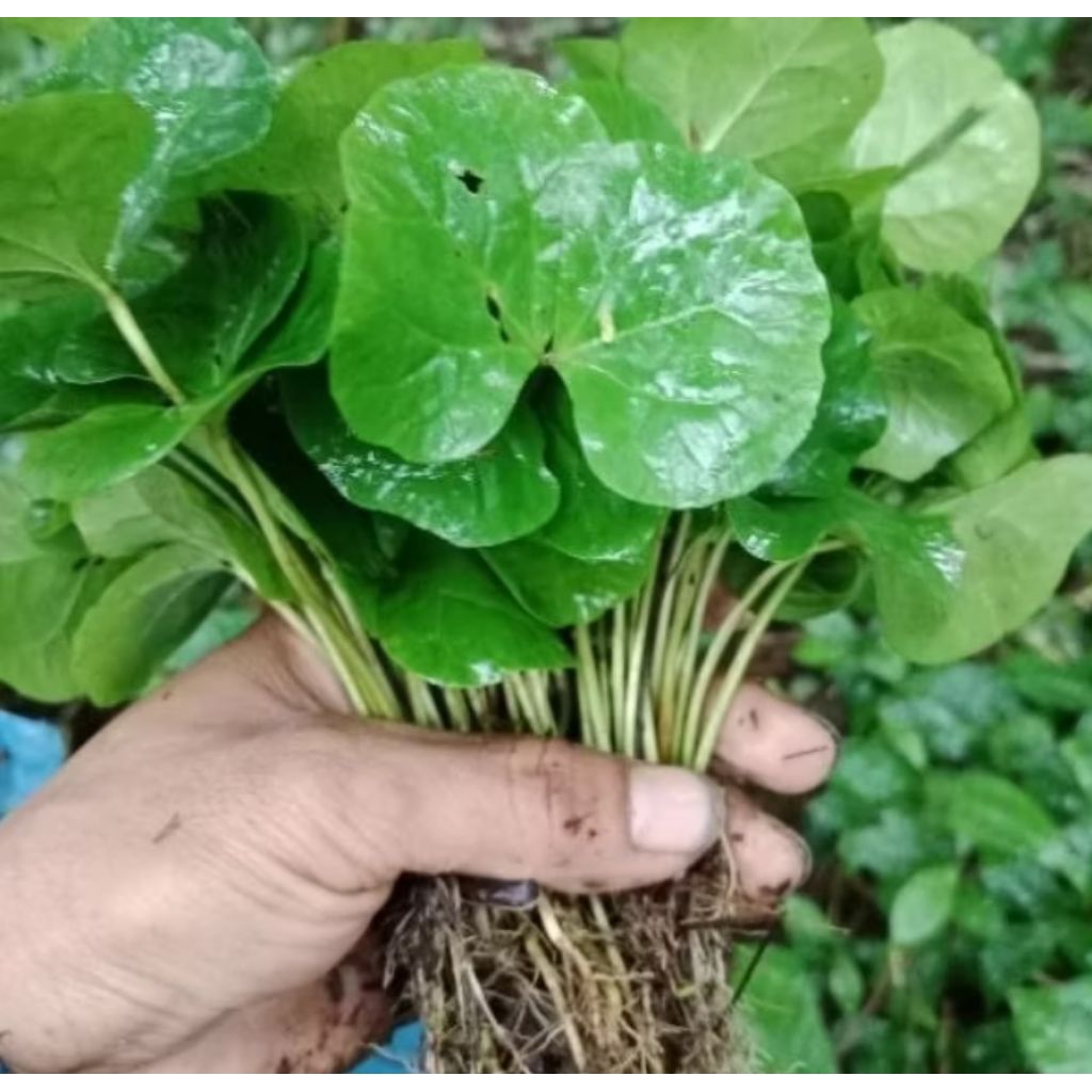 Paketan Bibit Kopi Robusta Lampung Pilihan Cabutan Kopi Unggul Berdaun dua siap Tanam