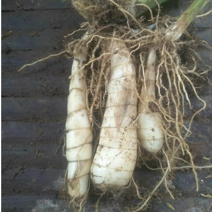 

Umbi Garut / Irut fresh 1kg