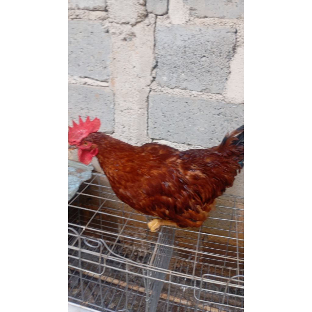 

Ayam pejantan petelur ( Jago)