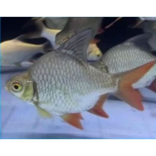 ikan kaviat Short Body / kaviat Green Short Body / Kaviat SB