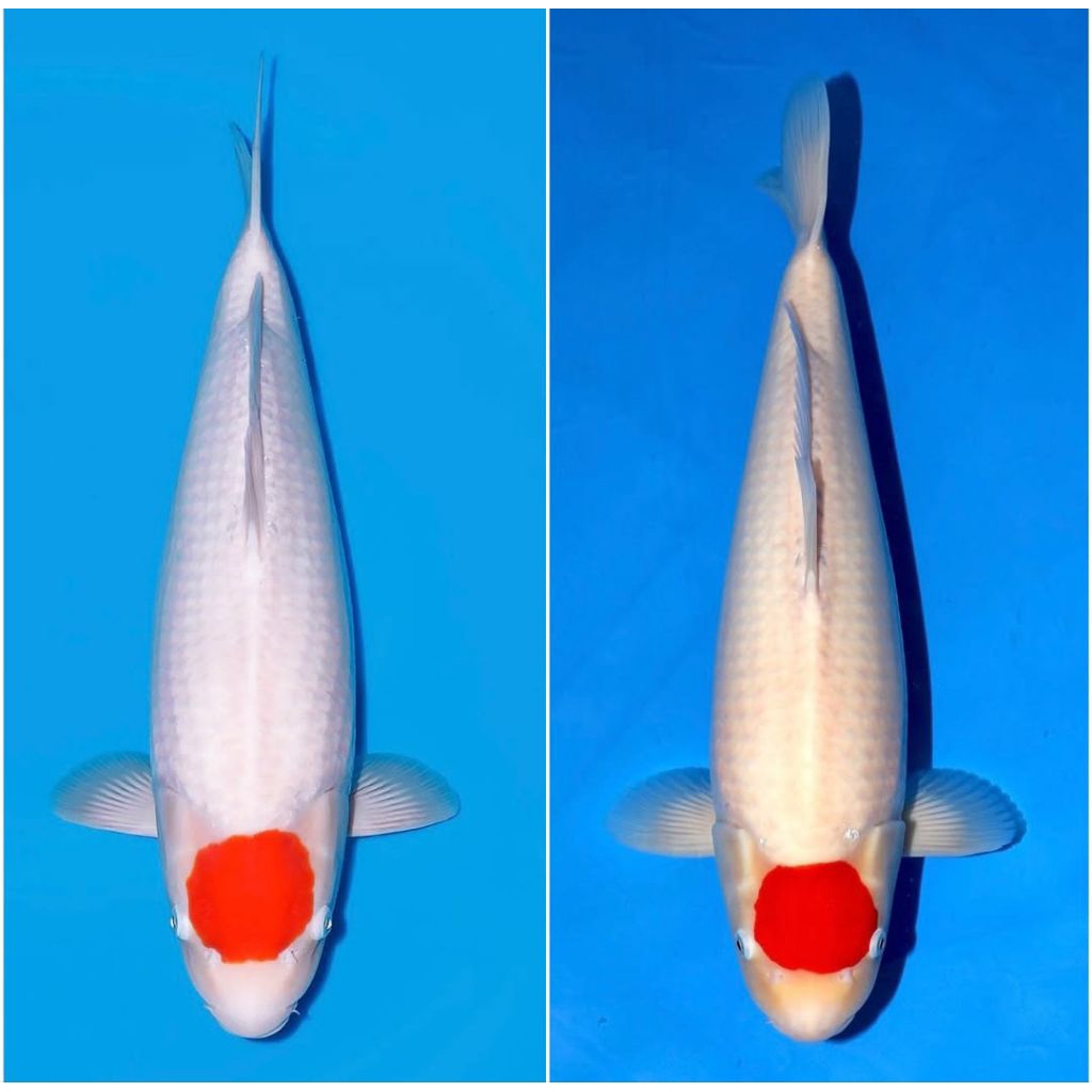 

tancho berkualitas grade A+ size 20-25cm