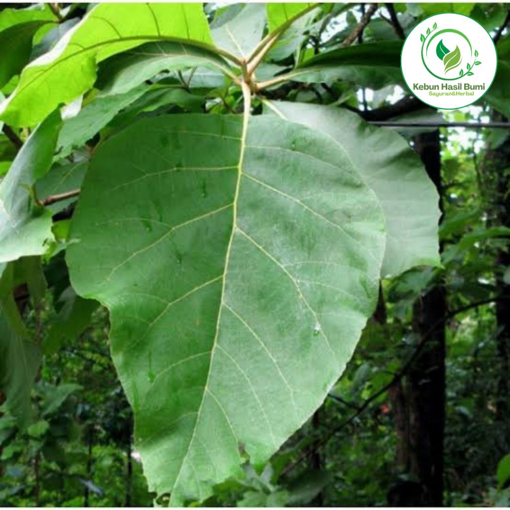 

Daun Jati Segar Petik Dadakan