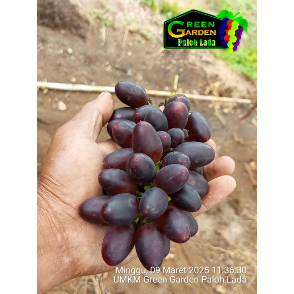 

Bibit Unggul Anggur GosV Genjah & Vigor