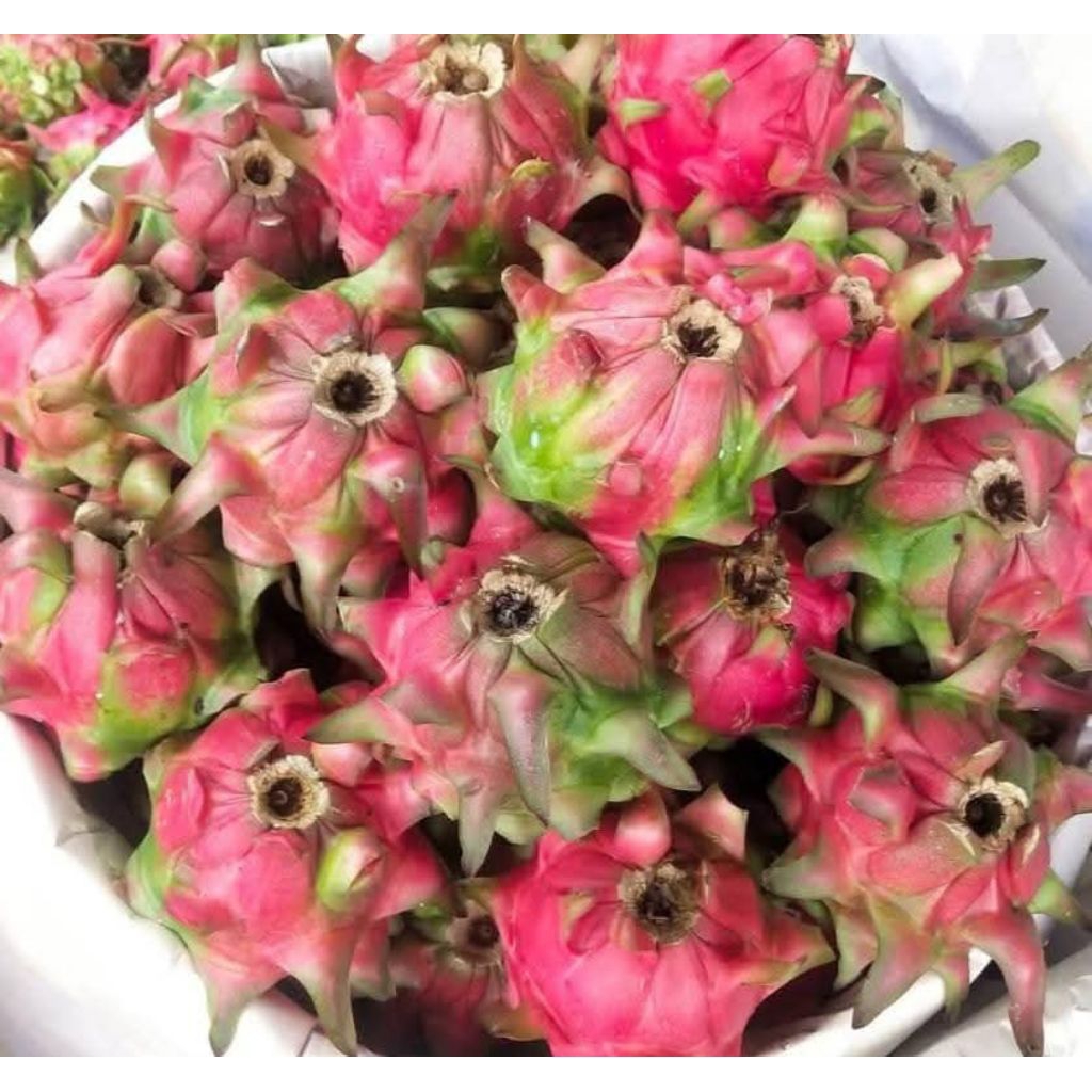 

Buah Naga 1 kilogram