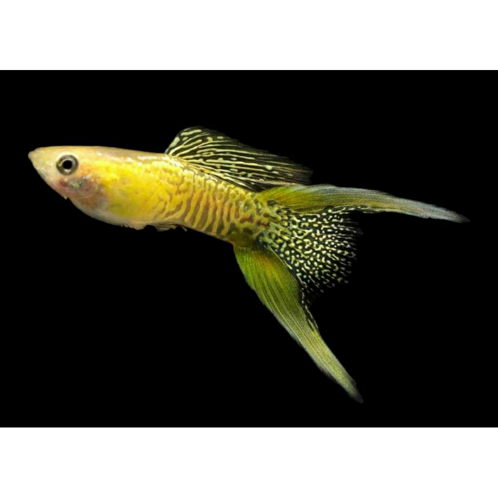 hiasan aquarium guppy YELLOW LACE DS
