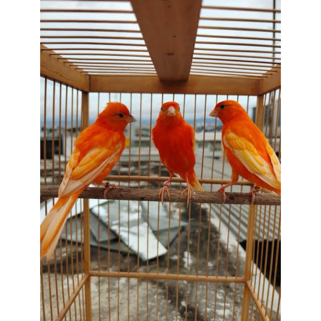 KENARI MERLOK BAHAN PILIHAN JANTAN WARNA BAGUS