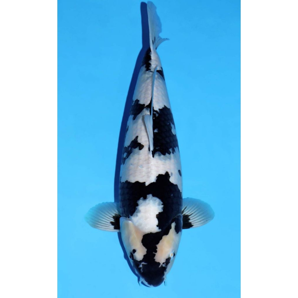 

shiro berkualitas grade A+ size 20-25cm