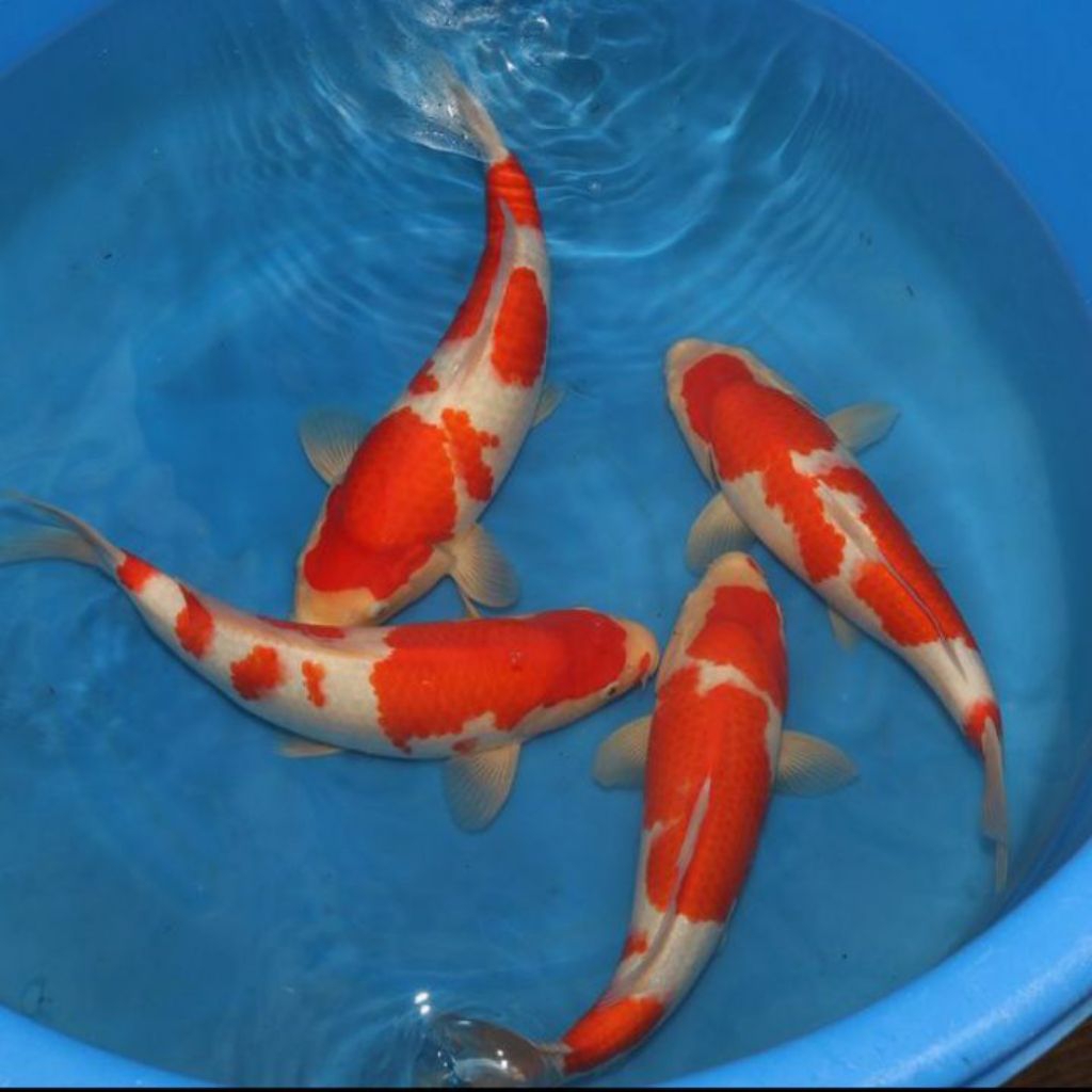 

paket 4 kohaku berkualitas grade A+ size 20-25cm