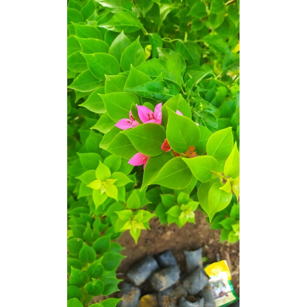 bugenvil singapur original