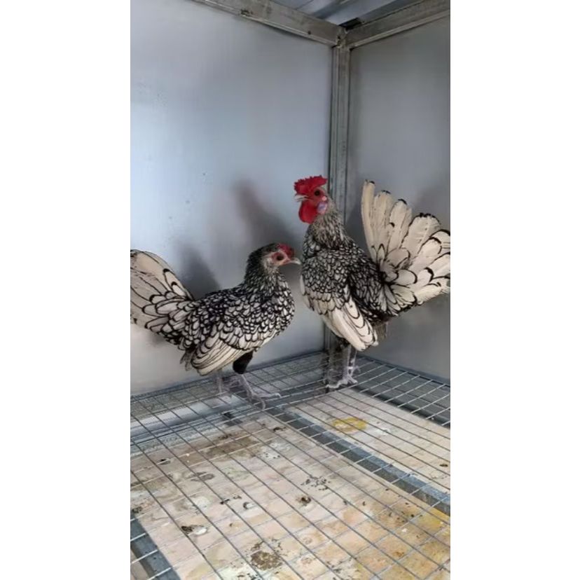 Ayam Batik Itali Sepasang Indukan Atau Siapan / Batik Italy