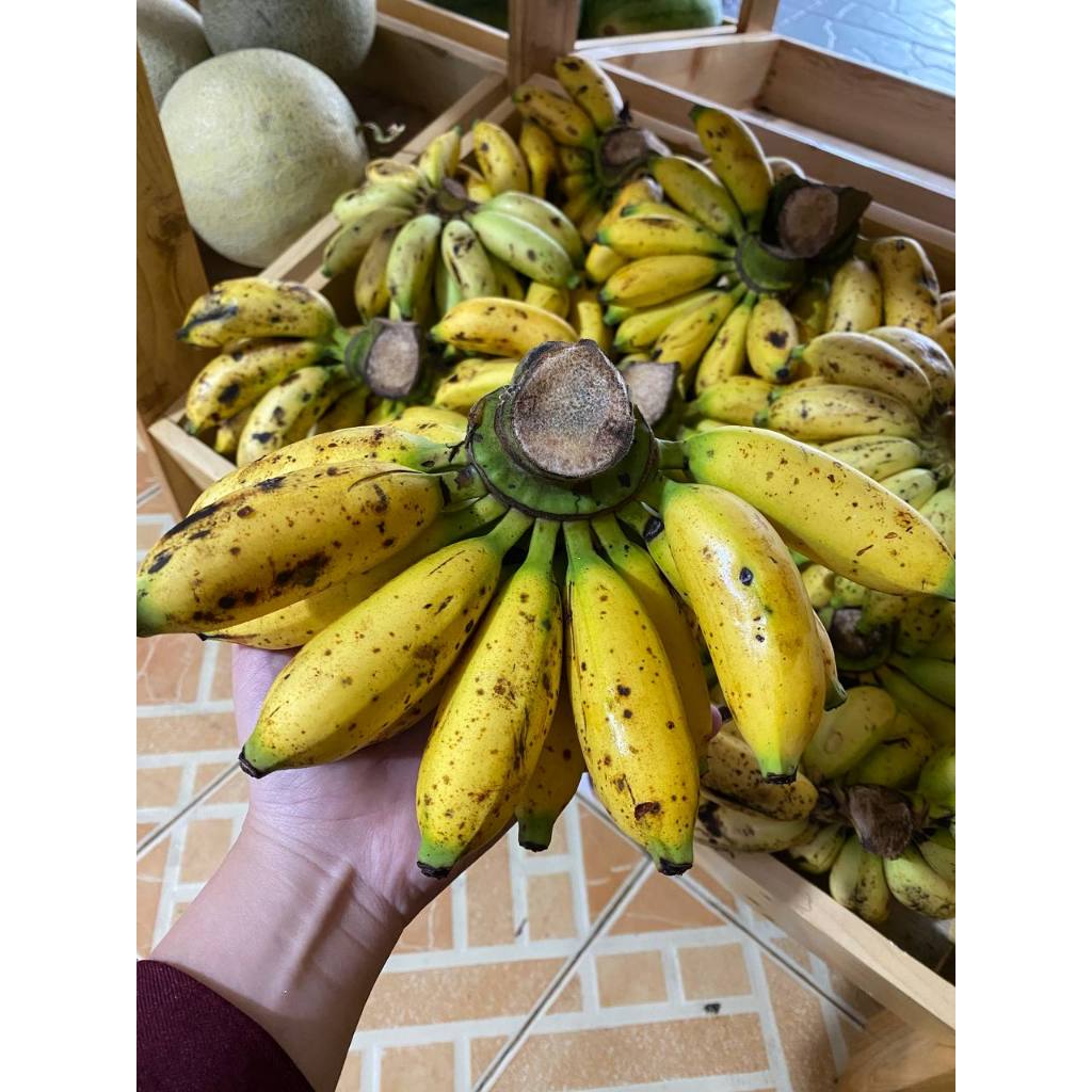 

PISANG PUTRI