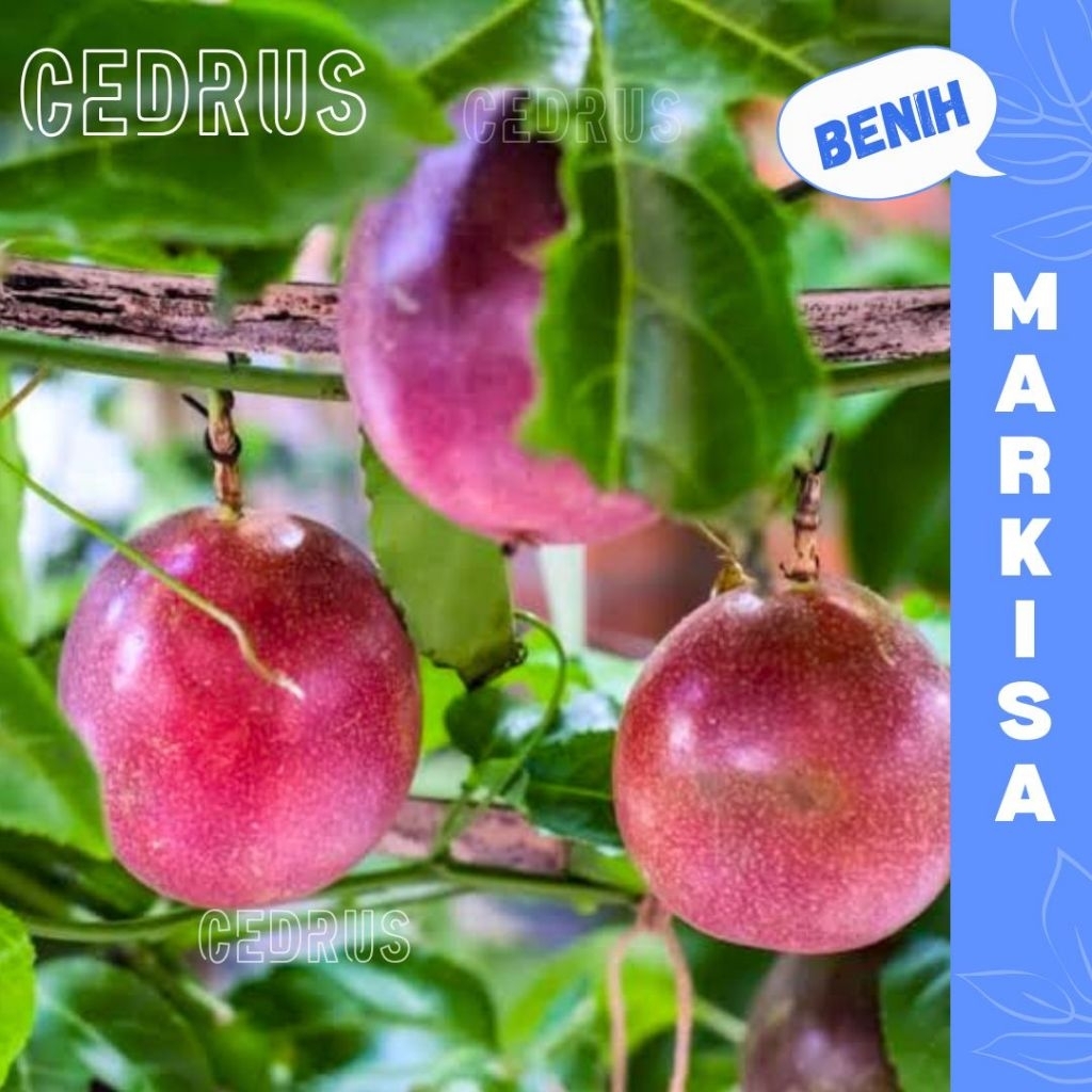 Benih MARKISA (isi-3) Manis Passion Biji Buah