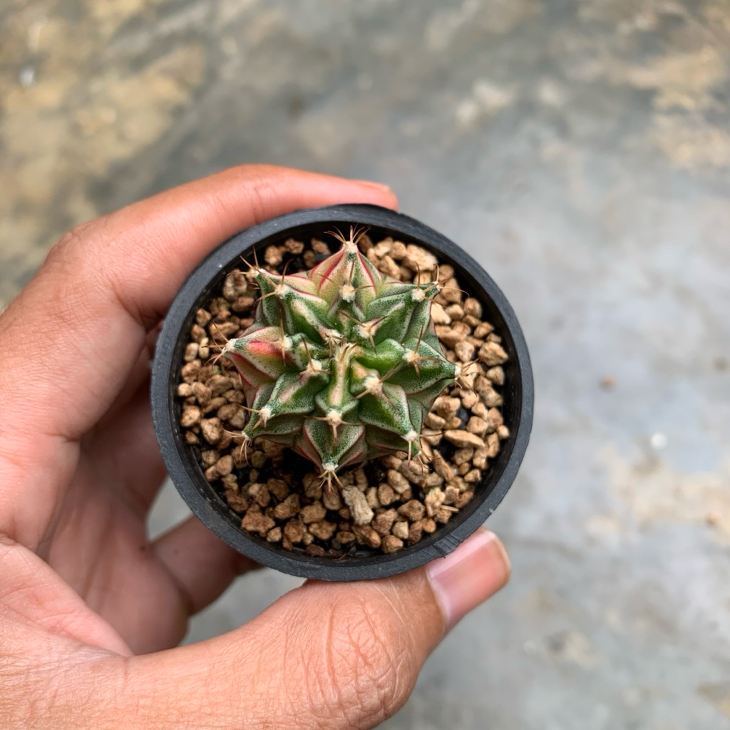 Kaktus Gymno Starfire varigata