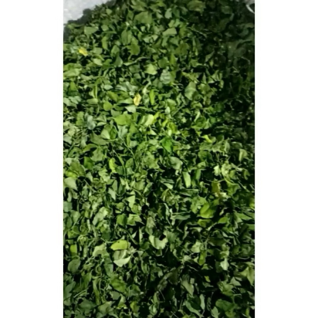 

daun kelor kering ori dari pamekasan madura