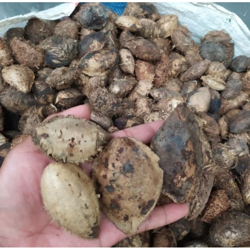 Buah Biji Ketapang Kering Untuk Pakan Burung