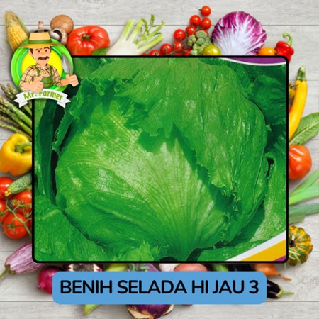 Jenis Benih Sayuran Selada Benih Sayuran Import