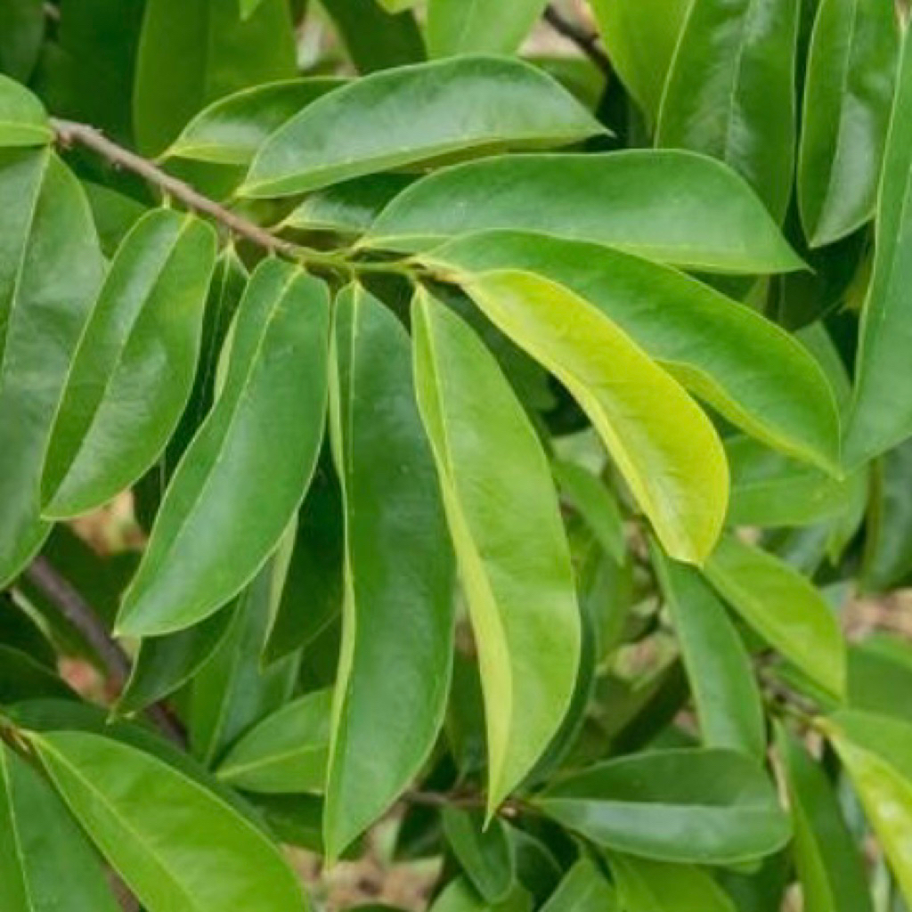 

DAUN SIRSAK ORGANIK tanpa pestisida // anti Kanker-autoimun