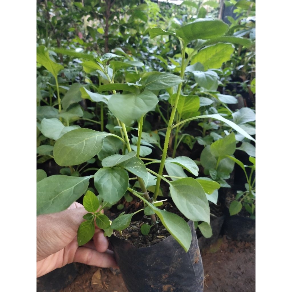 Adelonz Bibit Tanaman Leunca/Ranti Bibit Leunca Lalapan