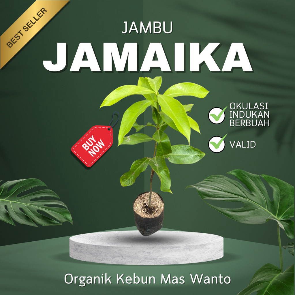 BIBIT JAMBU VARIETAS JAMAIKA HASIL OKULASI-BIBIT JAMBU JAMAIKA-BIBIT BUAH JAMBU JAMAIKA-BUAH JAMBU