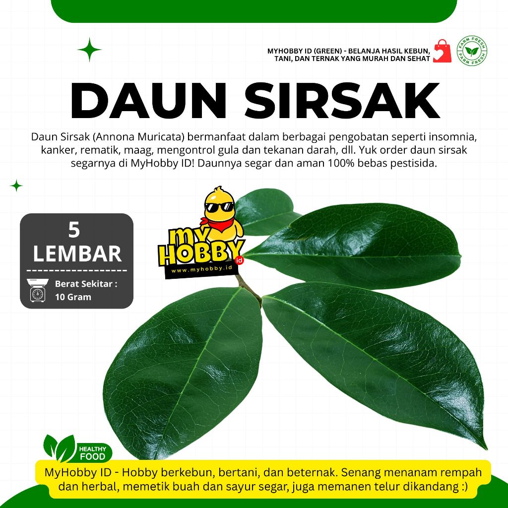 

HARGA PROMO !!! Daun Sirsak Segar Organik, 100% Aman Non-Pestisida, Sirsat, Mandalika, Soursop Leaf