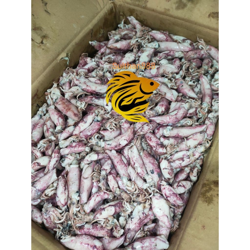 

grosir cumi asin/cumi rebus/sotong/jumbo cumi ukuran 7-11 berat 500gr