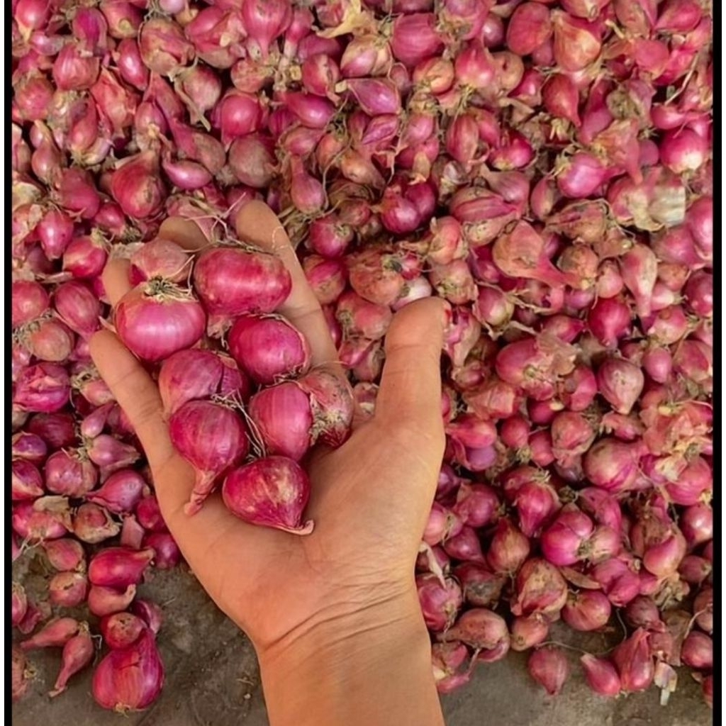 

Bawang Merah Lokal 500gr Tanggung Gede Campur
