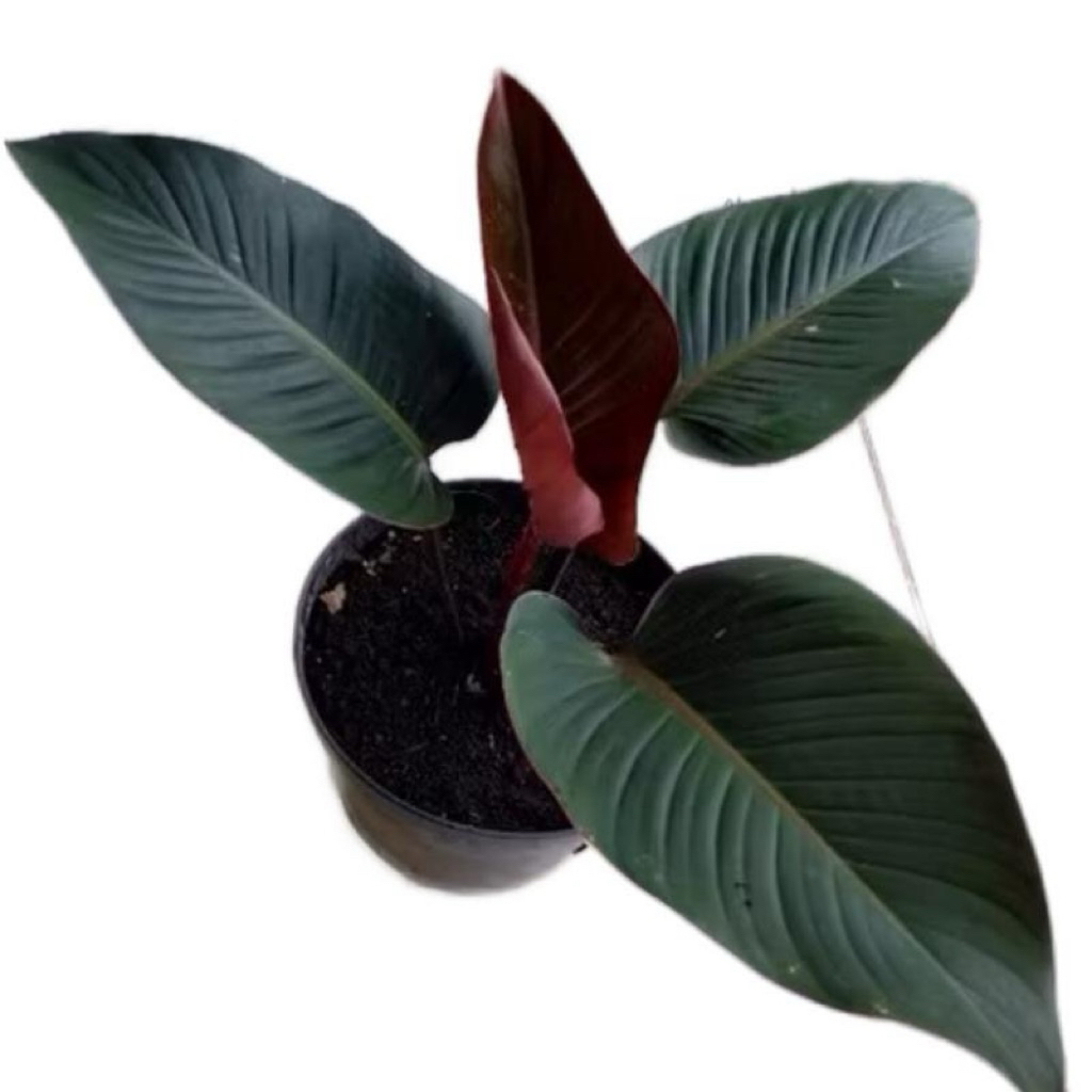 Philodendron red congo