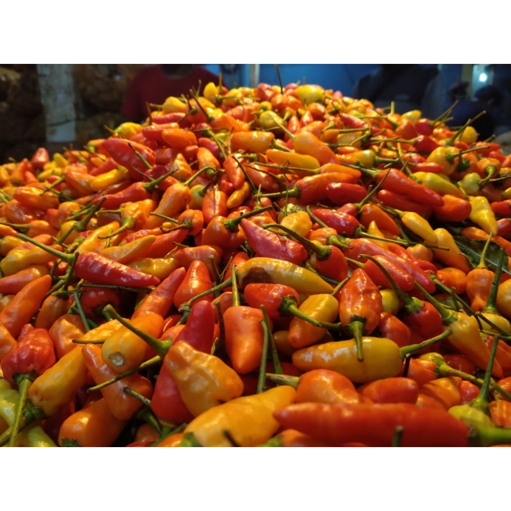 

cabe rawit merah cabai rawit merah rawit setan 500 g dan 1 kg