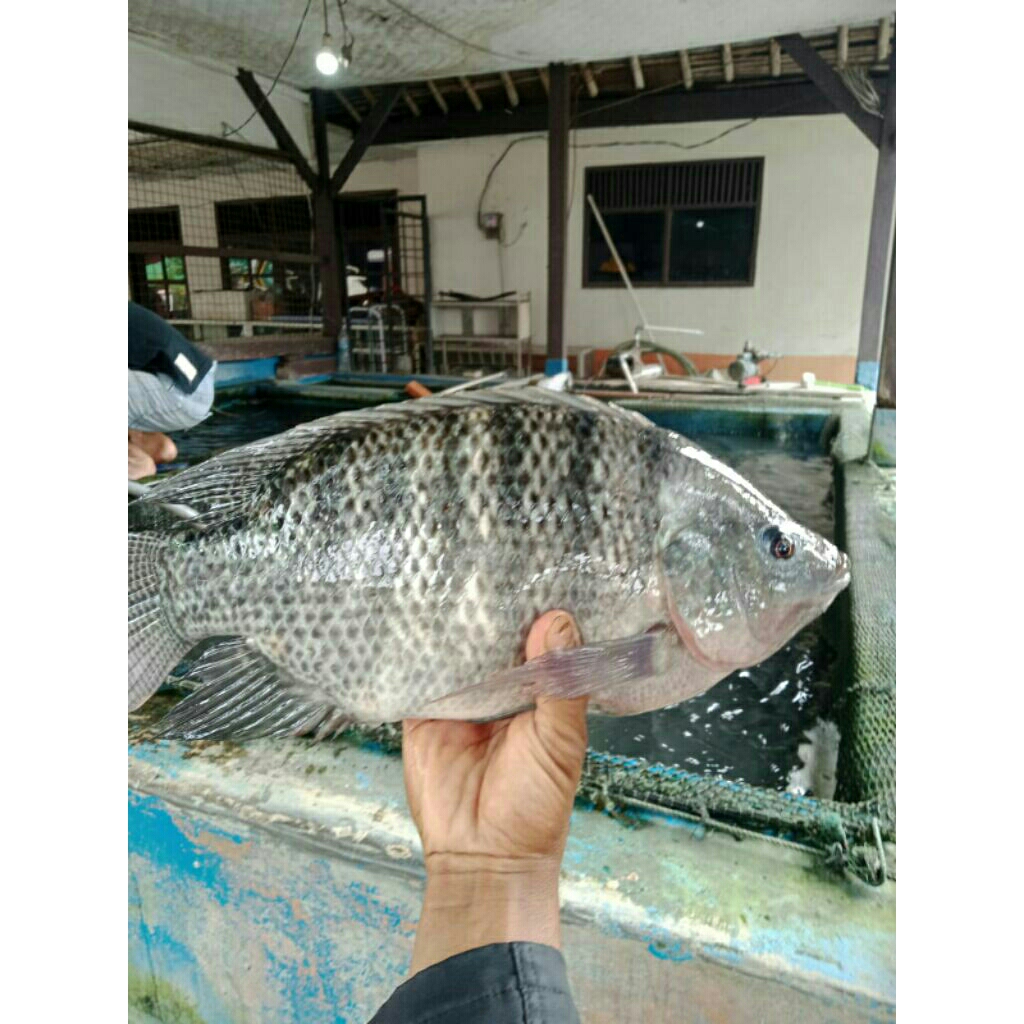 

Ikan Nila Mujair Segar (Bukan Frozen)