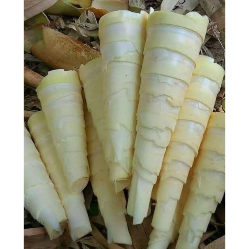 

Jual rebung atau umbut bambu muda pres 500 g
