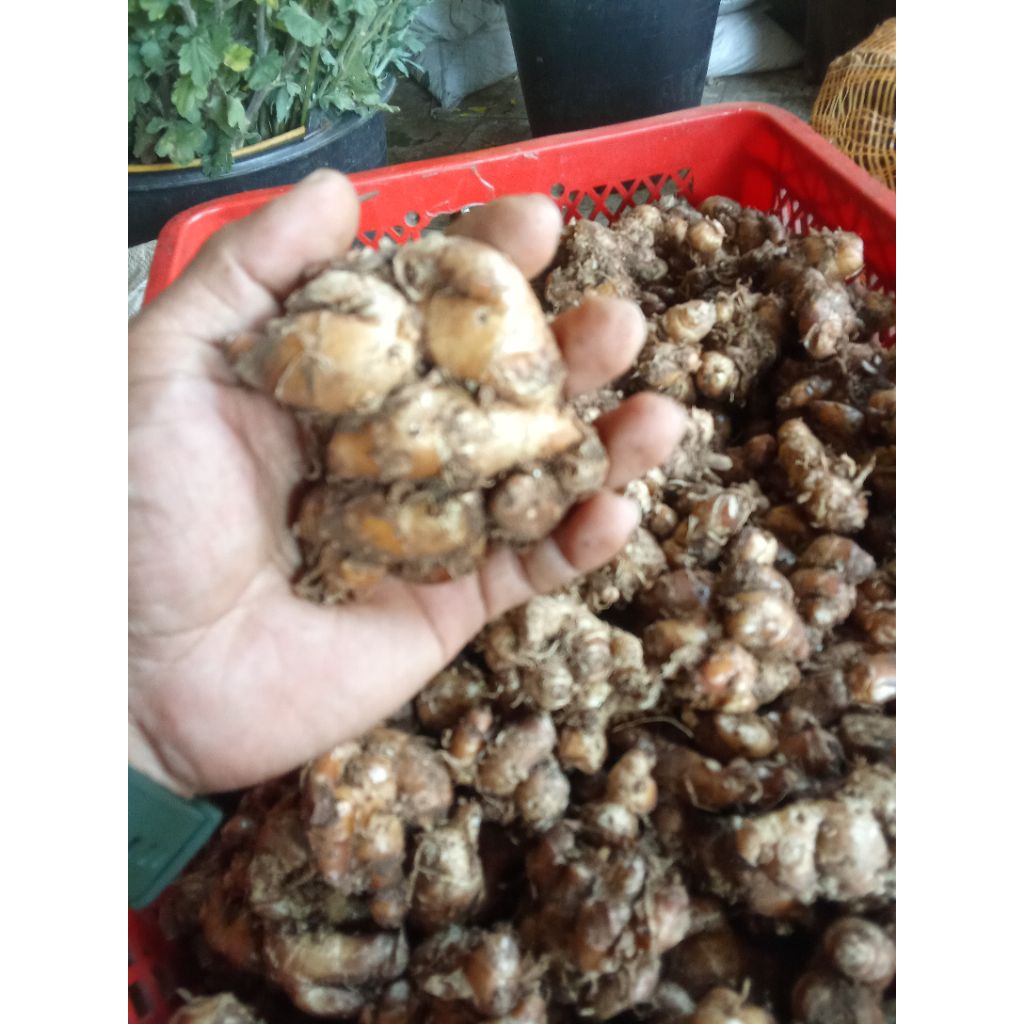 

KENCUR CANTIK SEGER FREES PER 500G