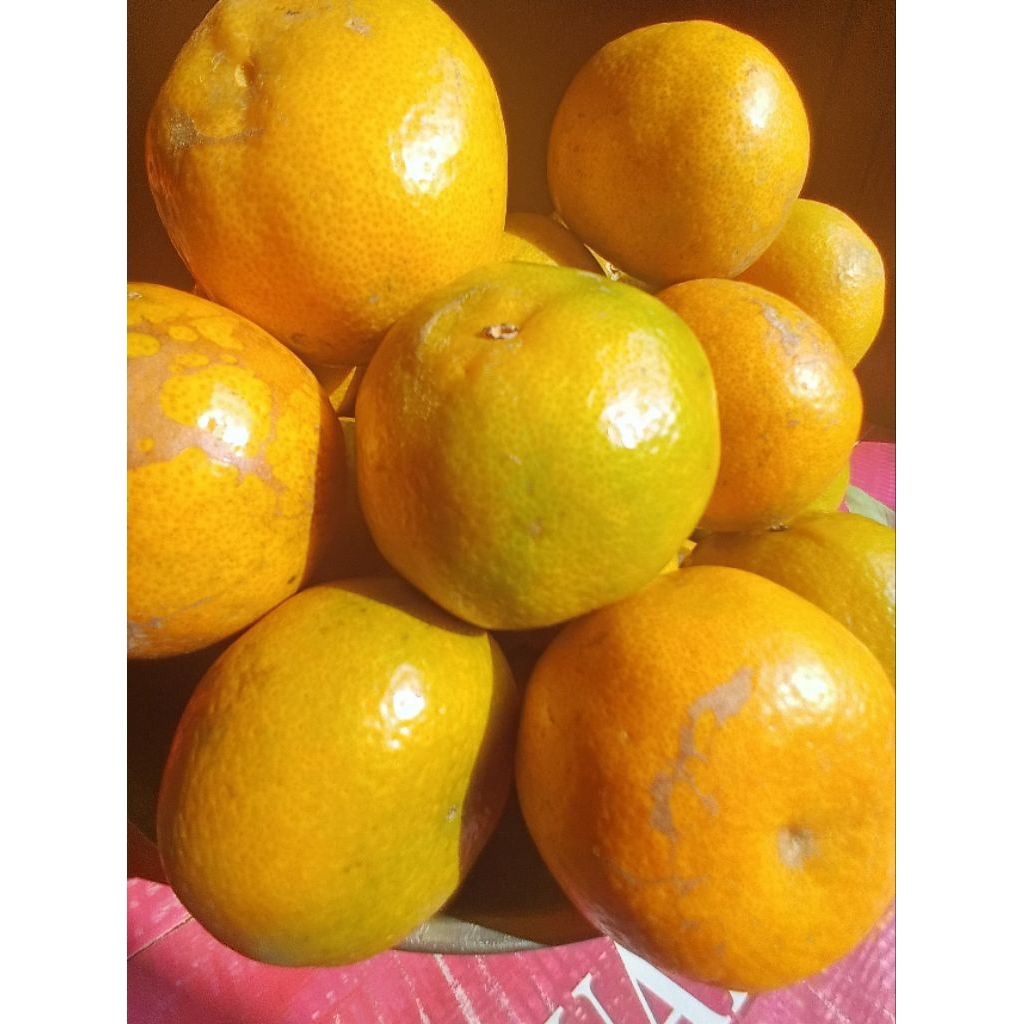 

Jeruk Medan berastagi manis 1kg