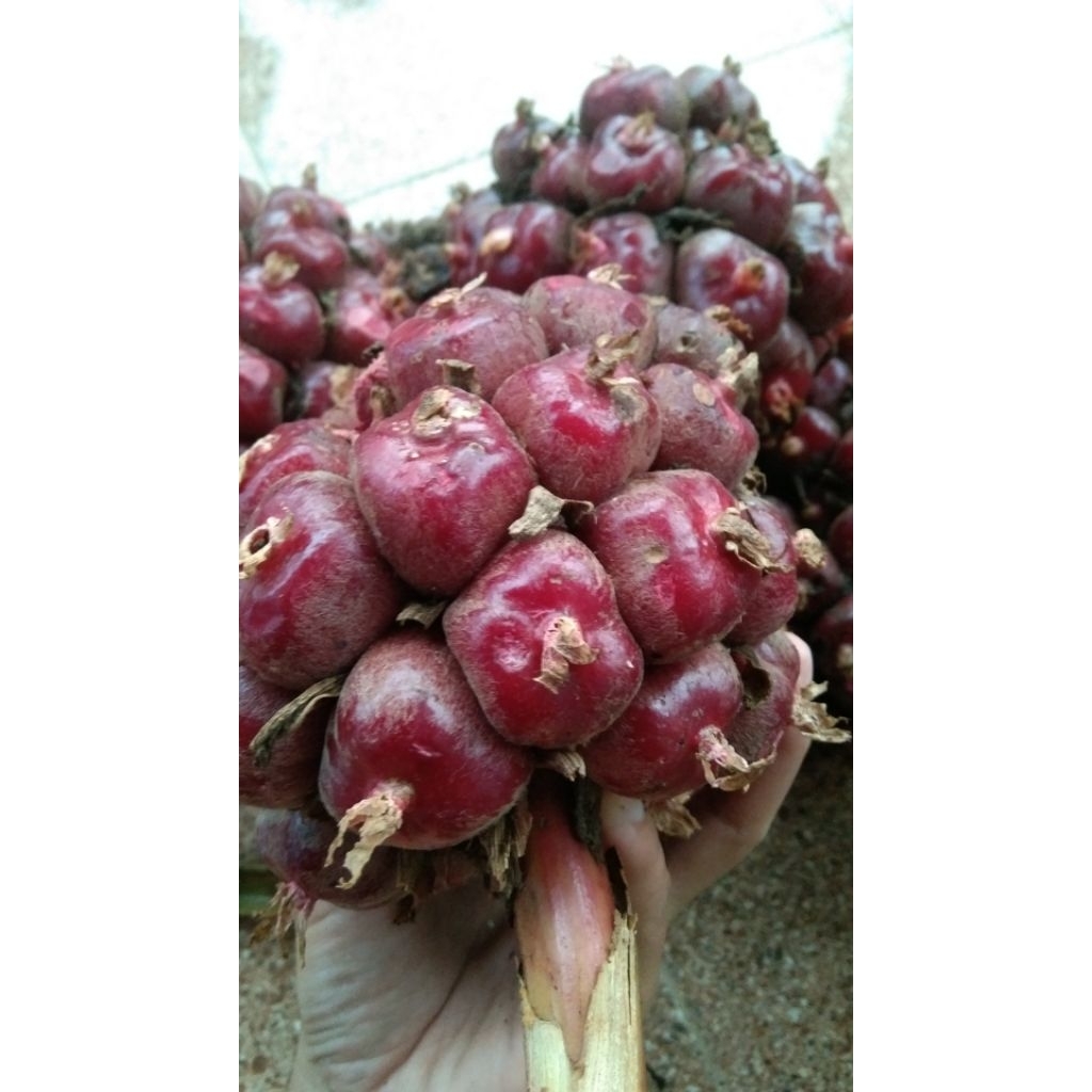 

Buah honje laka segar 1kg
