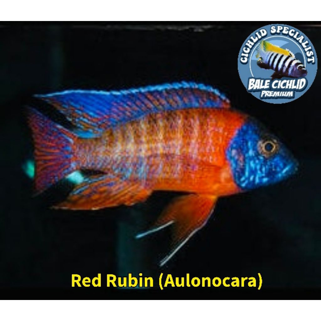 Red Rubin Peacock Aulonocara Cichlid