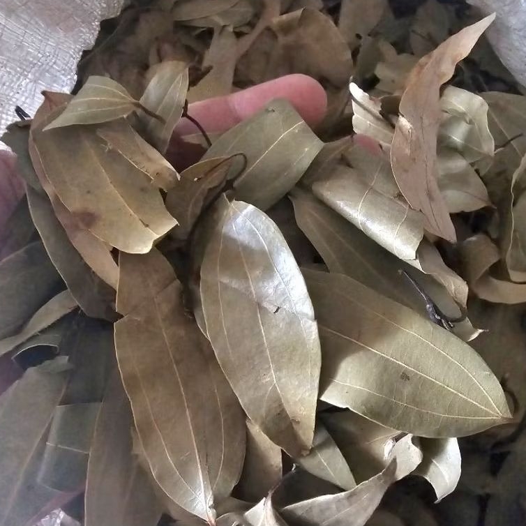 

Daun Kayu Manis Kering 100gr - Daun Manis Jangan
