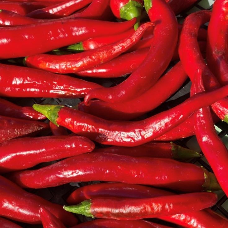 

Cabai Keriting Merah Super Pedas – Sayur Dapur Fresh Market