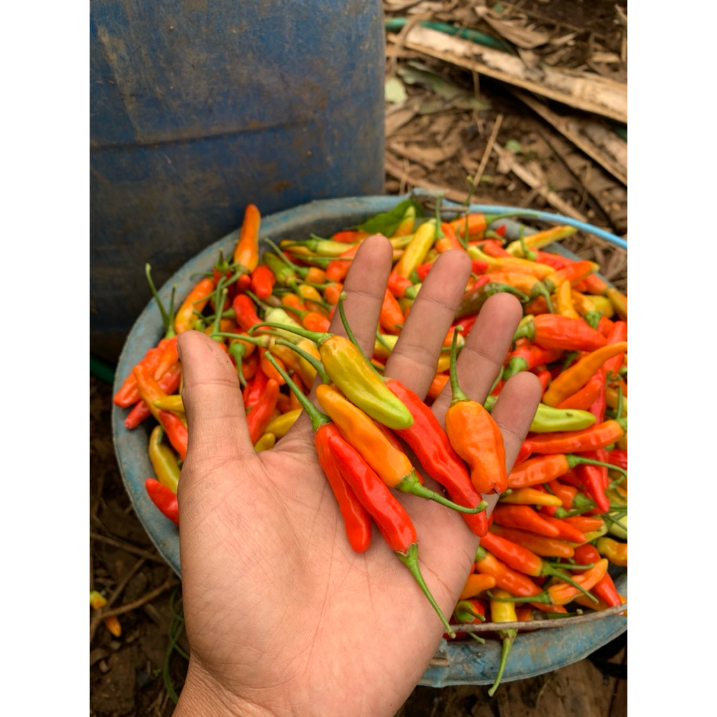 

Rawit Merah Original super pedas fresh- variasi kiloan