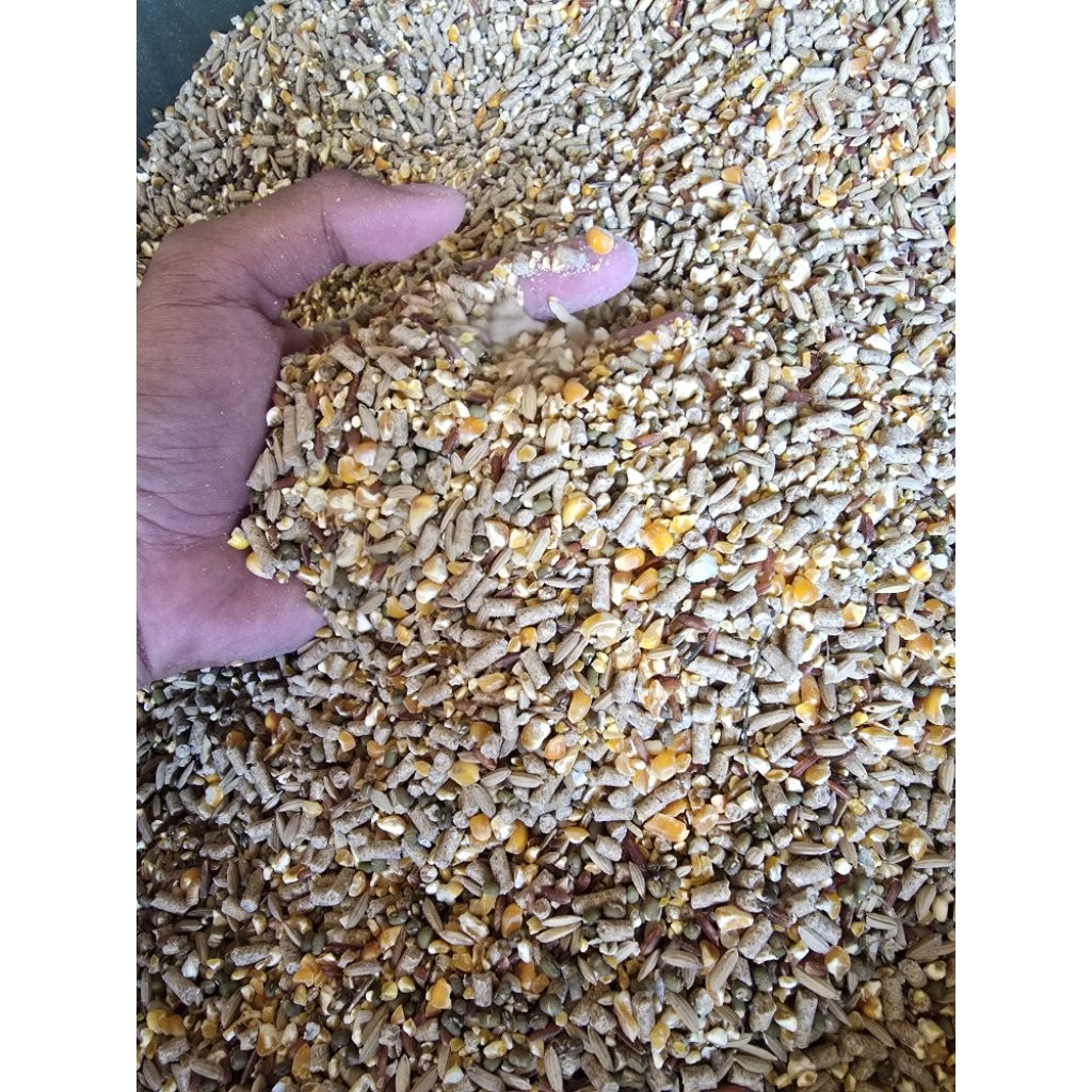 Jagung campur untuk pakan ayam bangkok petelur pedaging kampung aduan broiler 1 kg